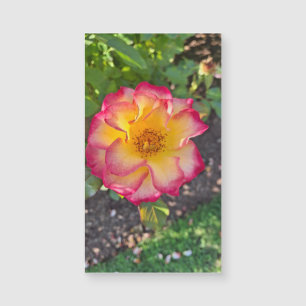 Carte Magnétique Floraison rose glorieuse d'été