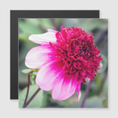 Carte magnétique Frilly Pink et Magenta Dahlia (Devant / Derrière)