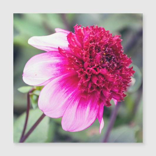 Carte magnétique Frilly Pink et Magenta Dahlia (Devant)
