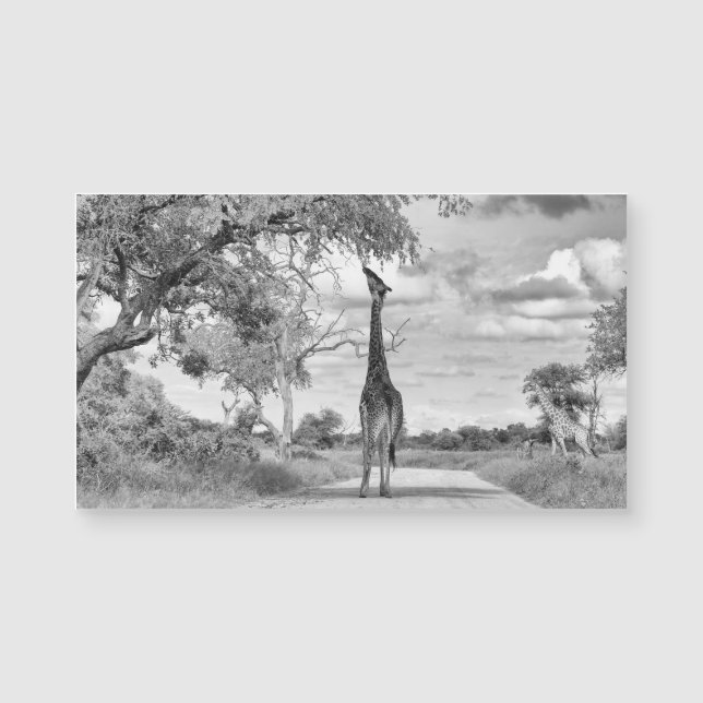 Carte Magnétique Giraffe sur la route (Devant)