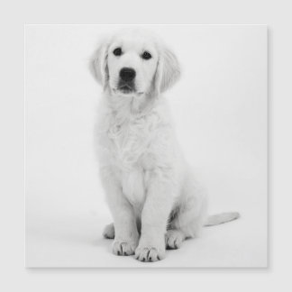 Carte Magnétique Golden Retriever