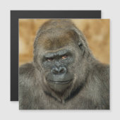 Carte Magnétique Gorilla (Devant / Derrière)
