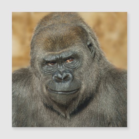 Carte Magnétique Gorilla (Devant)