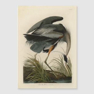 Carte Magnétique Grand Héron bleu d'Audubon Marais Oiseau