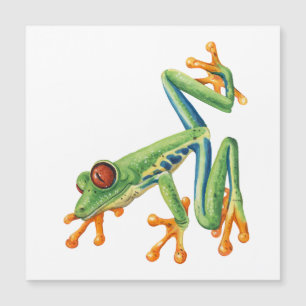 Carte Magnétique Grenouille arboricole