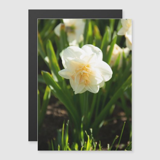 Carte Magnétique Grosses jonquilles blanches le jour du printemps (Devant / Derrière)