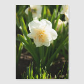 Carte Magnétique Grosses jonquilles blanches le jour du printemps (Devant)