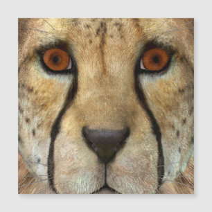 Carte Magnétique Guépard