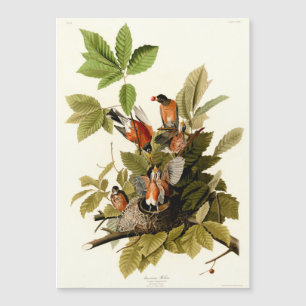 Carte Magnétique Illustration Audubon American Robin Wildlife Bird