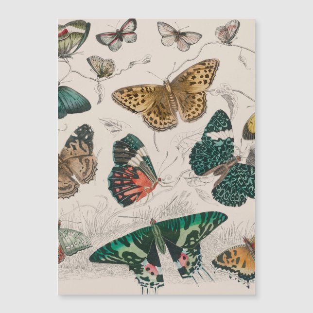 Carte Magnétique Illustration de papillon antique : 1820 Orfèvre (Devant)