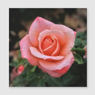 Carte Magnétique Impression d'art botanique Rose romantique