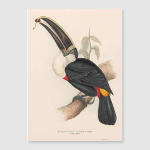 Carte Magnétique Impression du Toucan de Cuvier : Oiseau Tropical V