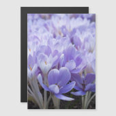 Carte Magnétique Impression sur toile Crocus emmaillotés (Devant / Derrière)