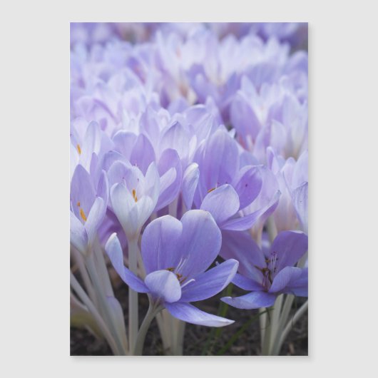 Carte Magnétique Impression sur toile Crocus emmaillotés (Devant)