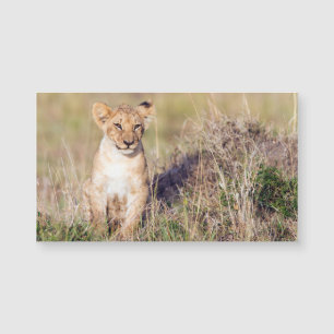 Carte Magnétique Jeune lion
