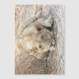 Carte Magnétique Jeune lion