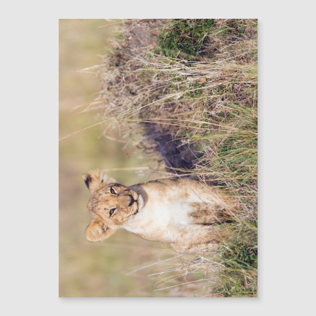 Carte Magnétique Jeune lion (Devant)