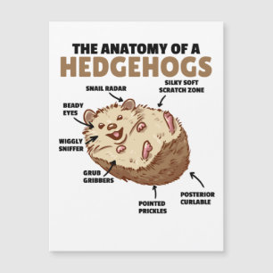 Carte Magnétique Joli Hérisson Explication Anatomie D'Un Hérisson