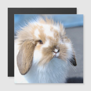 Carte Magnétique Joli lapin blanc et brun flamand