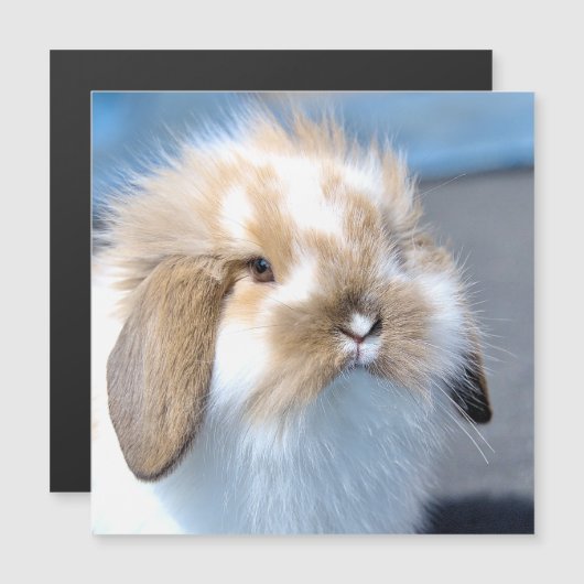 Carte Magnétique Joli lapin blanc et brun flamand (Devant / Derrière)
