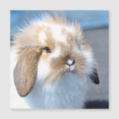 Carte Magnétique Joli lapin blanc et brun flamand (Devant)