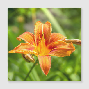 Carte Magnétique Jolie grande photo de fleur de Lys