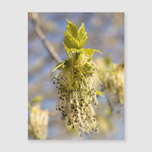 Carte Magnétique Jolies feuilles en photo de printemps