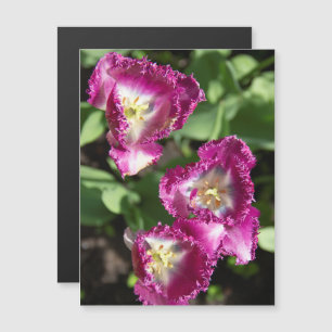 Carte Magnétique Jolies tulipes violettes dans le jardin