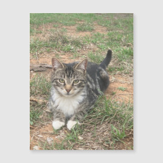 Carte Magnétique Kitten dans l'herbe