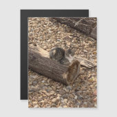 Carte Magnétique Kitten dans un journal (Devant / Derrière)