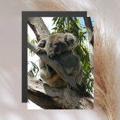 Carte Magnétique Koala - Dormir