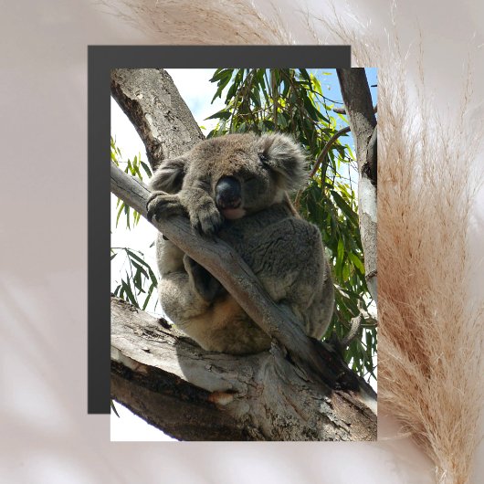 Carte Magnétique Koala - Dormir