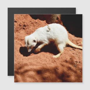 Carte Magnétique La forêt de la nature : Blancs de Meerkat creuser