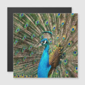 Carte Magnétique Le paon bleu (Devant / Derrière)