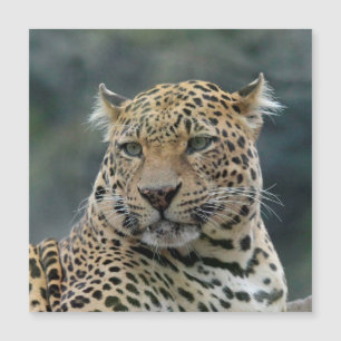 Carte Magnétique Leopard 006