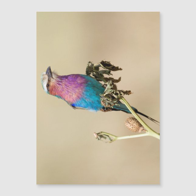 Carte Magnétique Lilac Roller à poitrine (Devant)