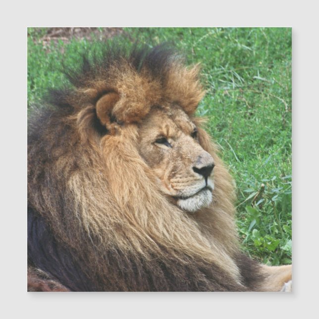 Carte Magnétique Lion 001 (Devant)