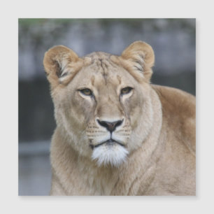 Carte Magnétique Lion 004