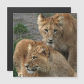 Carte Magnétique Lion 033 (Devant / Derrière)