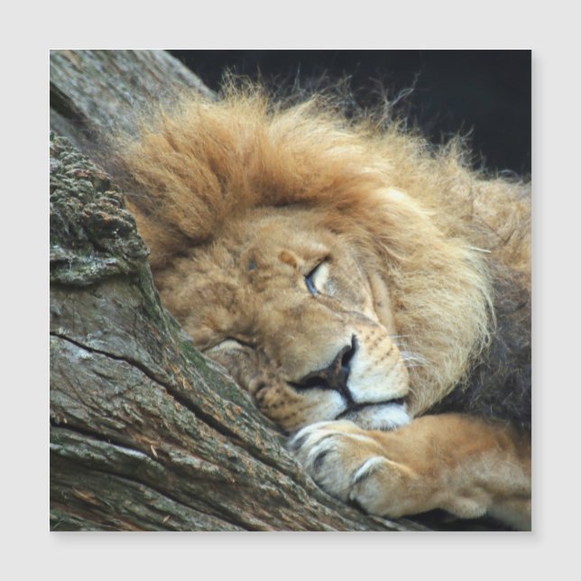 Carte Magnétique Lion 036 (Devant)