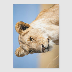 Carte Magnétique Lioness contre le ciel bleu