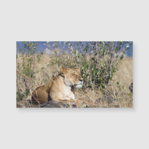 Carte Magnétique Lioness resting