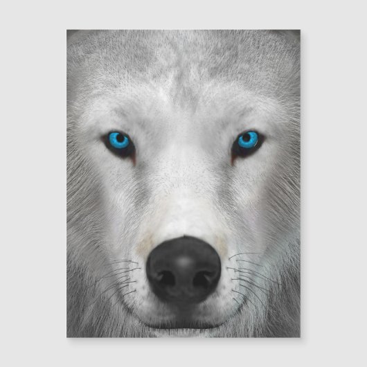 Carte Magnétique Loup Arctique (Devant)
