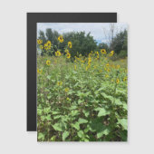 Carte Magnétique Magnat de champ de tournesol (Devant / Derrière)