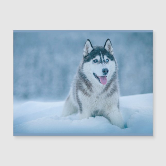 Carte Magnétique Malamute d'Alaska marchant sur le terrain de neige (Devant)