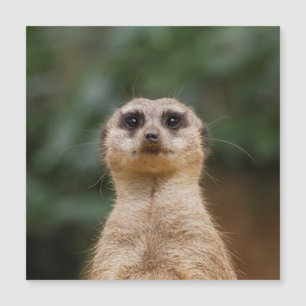Carte Magnétique Meerkat 001