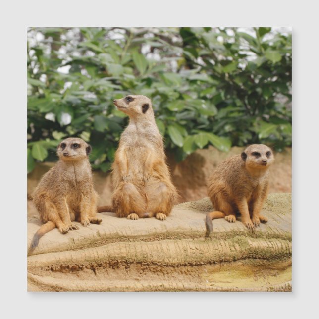 Carte Magnétique Meerkat 008 (Devant)