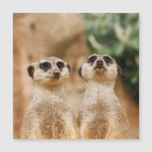 Carte Magnétique Meerkat 017