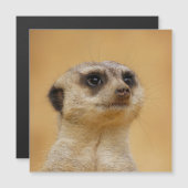Carte Magnétique Meerkat 020 (Devant / Derrière)