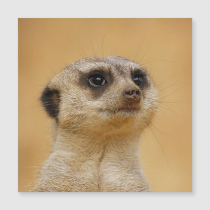 Carte Magnétique Meerkat 020